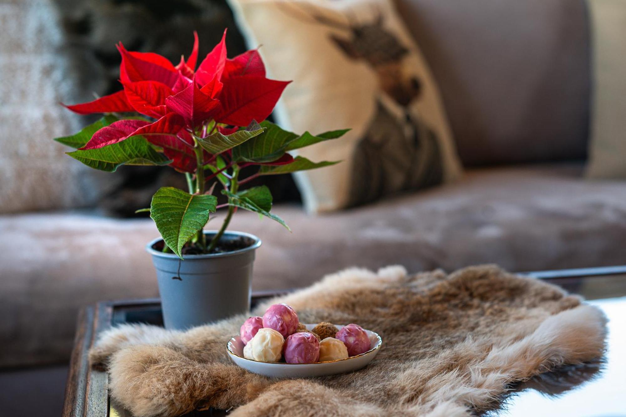 Livadi Cozy Villa Арахова Екстериор снимка